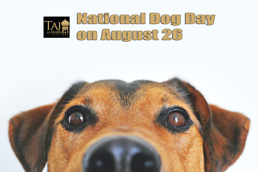 Taj of Marin - National Dog Day on August 26 - Partial view of a dog, logo and texts.